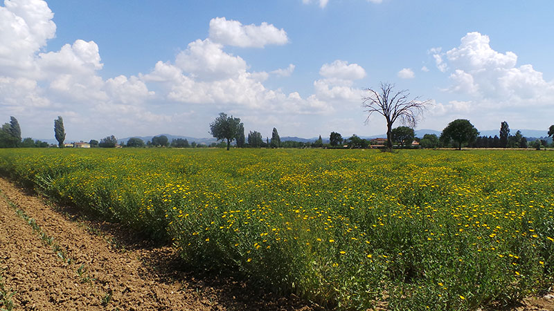 mujergloba_aboca_la_toscana_18