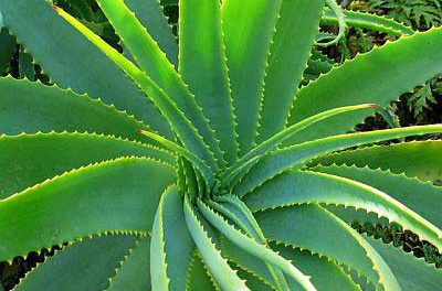 Aliméntate con Aloe Vera