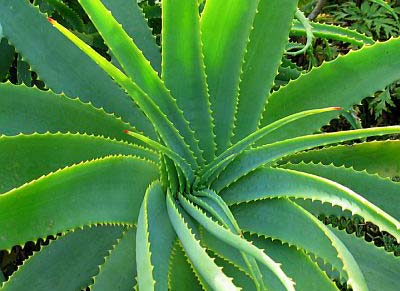 Aliméntate con Aloe Vera