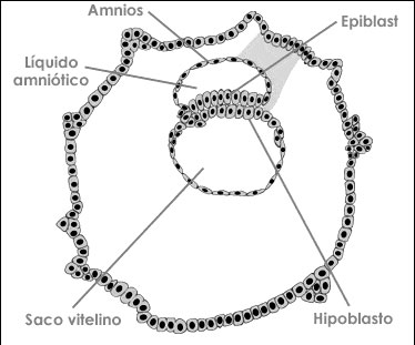 Cuarta semana de embarazo