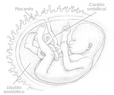 Diecinueve semanas de embarazo