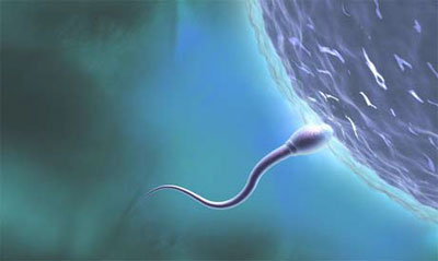El semen extraído directamente del testículo aumenta las posibilidades de embarazo