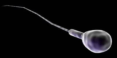 Una nueva técnica permite escoger los mejores espermatozoides para fecundar