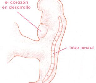 Quinta semana de embarazo