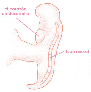 Quinta semana de embarazo