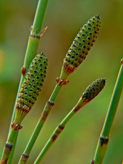 Remedios naturales contra la celulitis