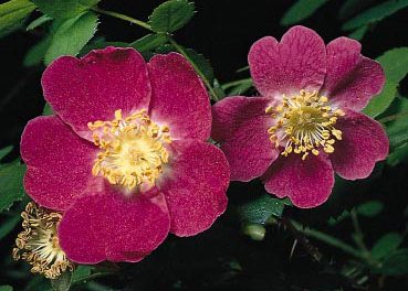 Rosa Mosqueta, la flor de la juventud