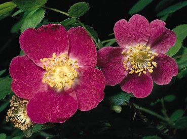 Rosa Mosqueta, la flor de la juventud