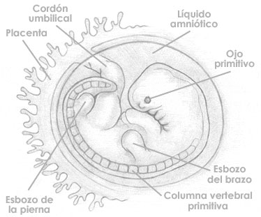 Séptima semana de embarazo