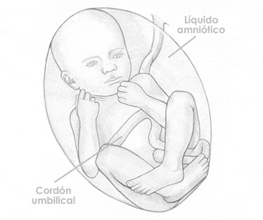 Treintaicinco semanas de embarazo