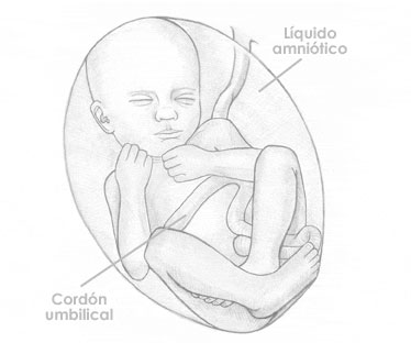 Treintaicuatro semanas de embarazo