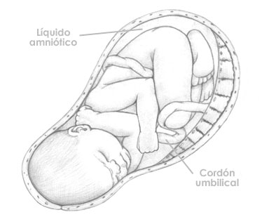 Treintaiocho  semanas de embarazo