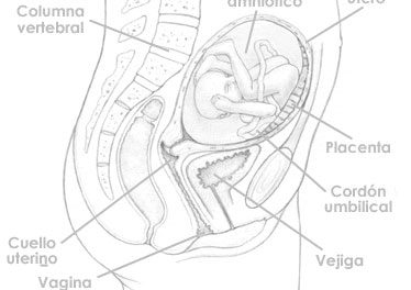 Veintidós semanas de embarazo