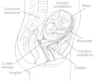 Veintidós semanas de embarazo