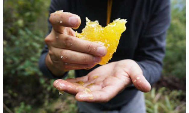 Jalea Real ahora con frutas, Arko Royal Fruits de Arkopharma