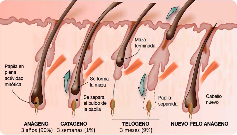 Forcapil para la caída del pelo